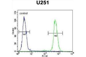 CMKOR1 Antibody (C-term) flow cytometric analysis of U251 cells (right histogram) compared to a negative control cell (left histogram). (CXCR7 antibody  (C-Term))