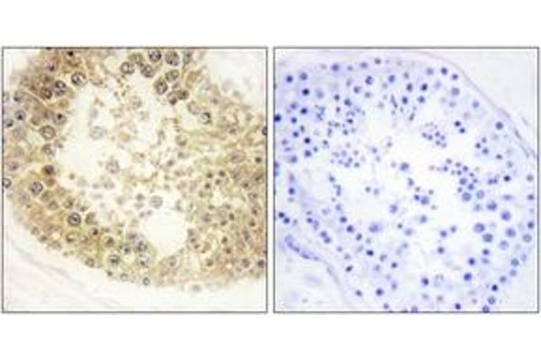 C2orf40 antibody  (AA 41-90)