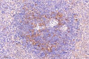 Immunohistochemistry analysis of paraffin-embedded rat spleen using,LITAF (ABIN7074508) at dilution of 1: 9600 (LITAF antibody)