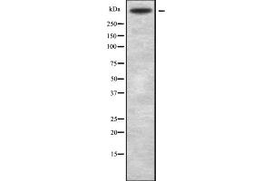 Western blot analysis of VCAN using HUVEC whole cell lysates