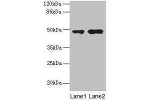 Western blot All lanes: CCNJL antibody at 3 μg/mL Lane 1: U251 whole cell lysate Lane 2: Mouse liver tissue Secondary Goat polyclonal to rabbit IgG at 1/10000 dilution Predicted band size: 49, 19 kDa Observed band size: 49 kDa (CCNJL antibody  (AA 315-435))