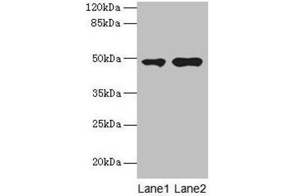 CCNJL anticorps  (AA 315-435)