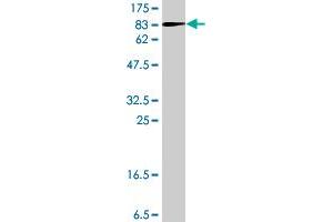 Western Blot detection against Immunogen (78. (CAP1 antibody  (AA 1-475))