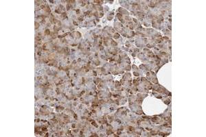 Immunohistochemical staining of human pancreas with FAM54A polyclonal antibody  shows moderate cytoplasmic positivity in exocrine glandular cells.
