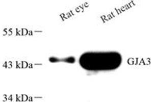 Western blot analysis of GJA3 (ABIN7074025),at dilution of 1: 1500 (GJA3 antibody)