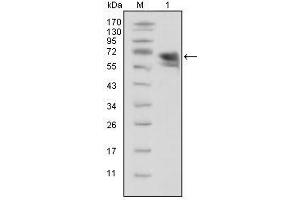 Western Blot showing TrkA antibody used against extracellular domain of human TrkA (aa33-423). (TRKA antibody  (AA 33-423))