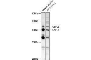 Western blot analysis of extracts of various cell lines, using USP18 antibody (ABIN7271145) at 1:1000 dilution. (USP18 antibody  (AA 200-300))