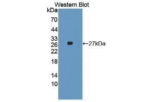 Western Blotting (WB) image for anti-Fas Ligand (TNF Superfamily, Member 6) (FASL) antibody (Biotin) (ABIN1172032) (FASL antibody  (Biotin))