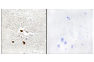 Immunohistochemistry analysis of paraffin-embedded human brain tissue using ZNF287 antibody.