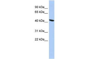 ZNF71 antibody  (Middle Region)