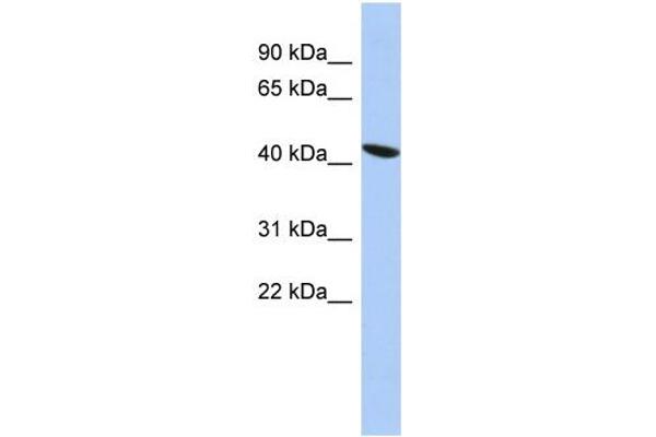 ZNF71 antibody  (Middle Region)