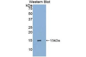 Western Blotting (WB) image for anti-Glycophorin A (GYPA) (AA 1-108) antibody (ABIN1859104) (CD235a/GYPA antibody  (AA 1-108))