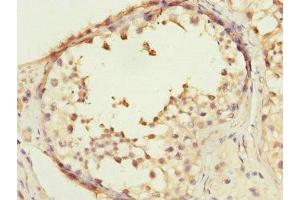 Immunohistochemistry of paraffin-embedded human testis tissue using ABIN7148495 at dilution of 1:100