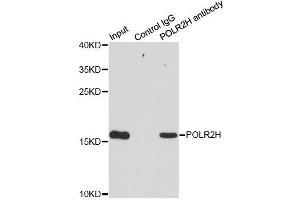 Immunoprecipitation analysis of 200ug extracts of MCF7 cells using 1ug POLR2H antibody (ABIN2564621).