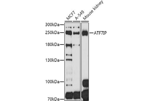 MCAF1 antibody  (AA 525-725)
