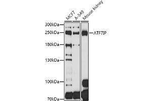 Western blot analysis of extracts of various cell lines, using IP antibody  at 1:1000 dilution. (MCAF1 antibody  (AA 525-725))