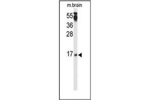 Western blot analysis of PPP3R2 / CBLP Antibody (N-term) in mouse brain tissue lysates (35ug/lane). (Calcineurin B antibody  (N-Term))