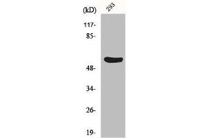 Western Blot analysis of 293 cells using Gasdermin C Polyclonal Antibody (MLZE antibody  (Internal Region))