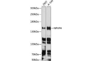 Western blot analysis of extracts of various cell lines, using NPHP4 antibody  at 1:3000 dilution. (NPHP4 antibody  (AA 1247-1426))