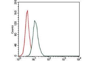 Flow cytometric analysis of HeLa cells using HAS3 mouse mAb (green) and negative control (red). (HAS3 antibody)