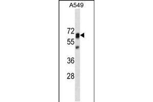 PTPN11 Antibody (ABIN659154 and ABIN2843774) western blot analysis in A549 cell line lysates (35 μg/lane). (PTPN11 antibody)