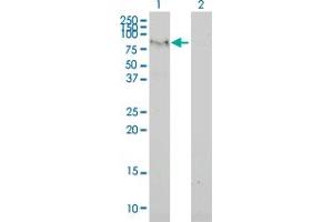Western Blot analysis of C6orf32 expression in transfected 293T cell line by C6orf32 monoclonal antibody (M02), clone 2F6-1A11. (FAM65B antibody  (AA 1-591))