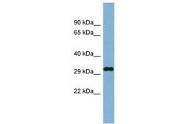 DDRGK1 antibody  (AA 35-84)