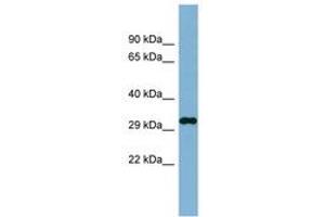 Image no. 1 for anti-DDRGK Domain Containing 1 (DDRGK1) (AA 35-84) antibody (ABIN6741873) (DDRGK1 antibody  (AA 35-84))