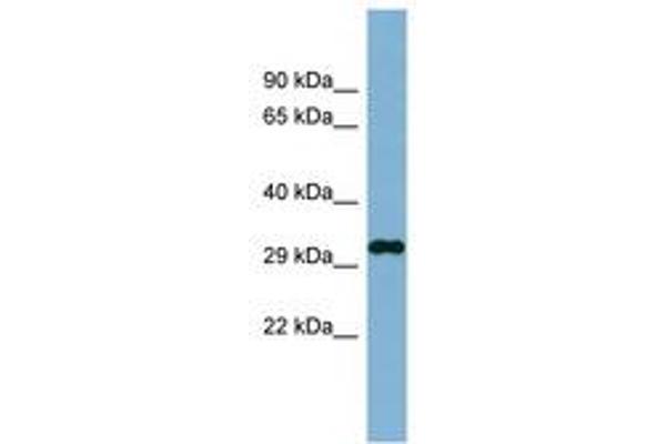 DDRGK1 Antikörper  (AA 35-84)