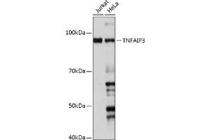 Western blot analysis of extracts of various cell lines, using TNF antibody (ABIN7271076) at 1:1000 dilution. (TNFAIP3 antibody)