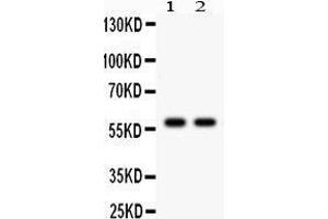 Observed bind size: 58KD (CYP1A2 antibody  (AA 185-320))