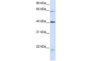 C19ORF46 antibody used at 1 ug/ml to detect target protein.