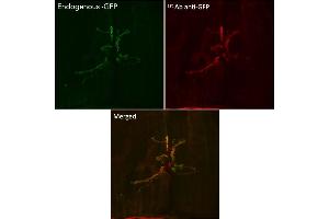 Immunofluorescence (IF) image for anti-Green Fluorescent Protein (GFP) antibody (ABIN1439998) (GFP antibody)