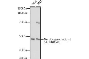 Western blot analysis of extracts of various cell lines, using Steroidogenic factor-1 (SF-1/NR5) antibody (657) at 1:1000 dilution. (NR5A1 antibody  (AA 1-120))