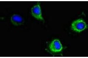Immunofluorescent analysis of Hela cells using ABIN7169145 at dilution of 1:100 and Alexa Fluor 488-congugated AffiniPure Goat Anti-Rabbit IgG(H+L) (PIM2 antibody  (AA 1-210))