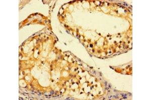 Immunohistochemistry of paraffin-embedded human testis tissue using ABIN7149862 at dilution of 1:100 (SAT1 antibody  (AA 5-171))