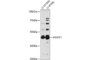Western blot analysis of extracts of various cell lines, using HS6ST1 antibody (ABIN7267614) at 1:1000 dilution. (HS6ST1 antibody  (AA 302-411))