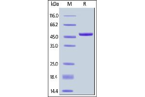 Biotinylated Human APRIL, Fc,Avitag on  under reducing (R) condition. (TNFSF13 Protein (AA 105-250) (Fc Tag,AVI tag,Biotin))