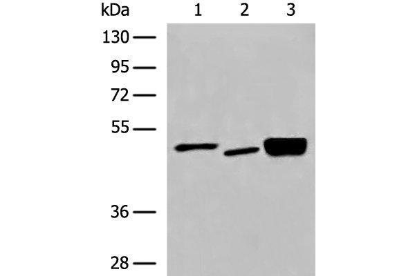 Dematin antibody