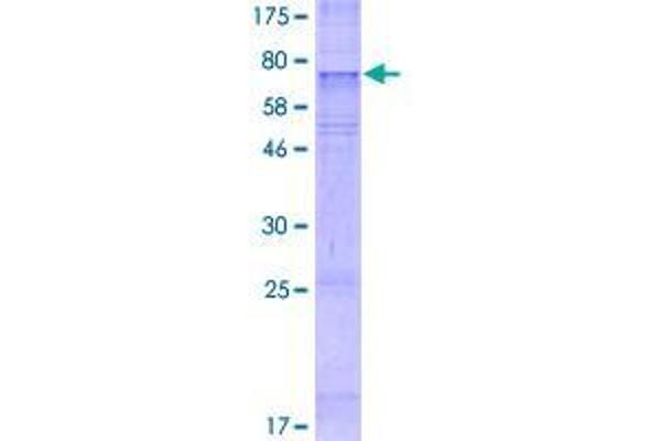 DIRC2 Protein (AA 1-478) (GST tag)