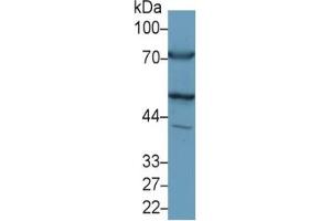 Rabbit Detection antibody from the kit in WB with Positive Control:  Sample Rat Heart lysate. (ALT ELISA Kit)