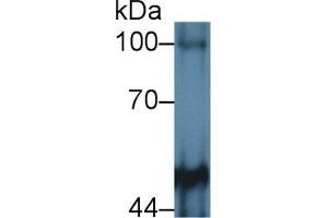 Western Blot; Sample: Mouse Cerebrum lysate; Primary Ab: 2µg/mL Rabbit Anti-Human PTPRM Antibody Second Ab: 0.