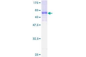 TUFM Protein (AA 40-455) (GST tag)