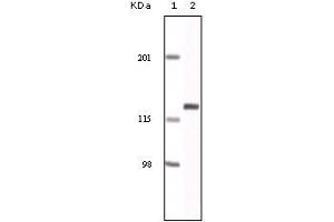 Western blot analysis using EphA2 mouse mAb against NIH/3T3 cell lysate.