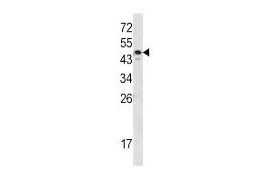 Western blot analysis of SERPINA7 Antibody in MDA-MB231 cell line lysates (35ug/lane) (SERPINA7 antibody  (C-Term))