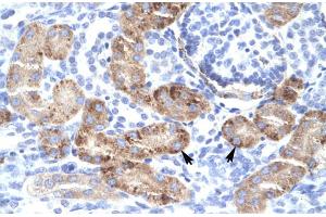 Human kidney (DMRTA2 antibody  (C-Term))