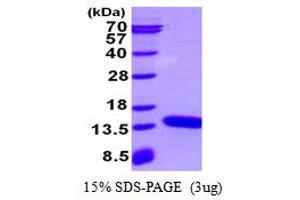 S100 Calcium Binding Protein A3 (S100A3) protein (His tag)