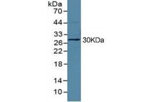 Rabbit Capture antibody from the kit in WB with Positive Control: HepG2 cell lysate. (HMGB1 ELISA Kit)