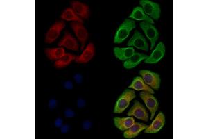ABIN7094662 and ABIN7098713 staining Hela cells by IF/ICC. (KCNK10 antibody  (C-Term))