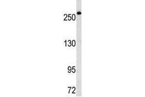 Western blot analysis of FASN antibody in Ramos lysate. (Fatty Acid Synthase antibody  (AA 942-973))